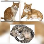 Gezocht gevraagd poes kat