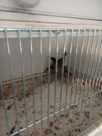 Gambel kwartel. Hanen, Dieren en Toebehoren, Vogels | Overige Vogels, Mannelijk