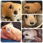 Leuk beertje,jonge cavia,california zwart,fokgeschik,vervoer, Cavia, Mannelijk, Juli, Tam