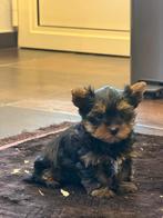 York shire pups, Dieren en Toebehoren, België, Overige rassen, CDV (hondenziekte), 8 tot 15 weken