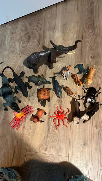 Speeldieren (exotisch) beschikbaar voor biedingen