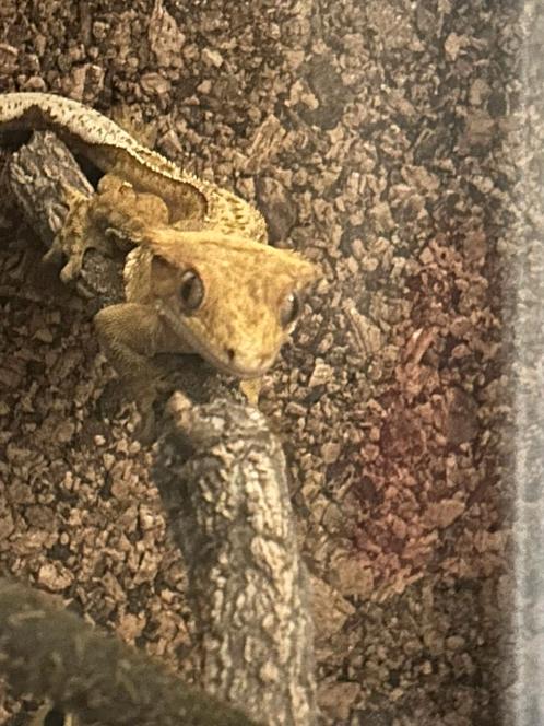 Gecko met terrarium compleet, Dieren en Toebehoren, Reptielen en Amfibieën, Hagedis, 0 tot 2 jaar, Met terrarium
