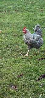 Jonge Haan Hollandse blauwe gratis, Dieren en Toebehoren, Pluimvee, Mannelijk, Kip