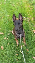 Mechelse herder pup, Ophalen, Zo goed als nieuw