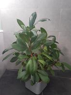 hydrocultuur Ficus (elastica?), kamerplant ruim 60 cm, Huis en Inrichting, Kamerplanten, Ophalen of Verzenden, Ficus, Minder dan 100 cm