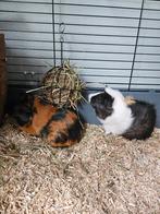 cavia beertjes incl hok en toebehoren te koop, Cavia, Mannelijk, November, Tam