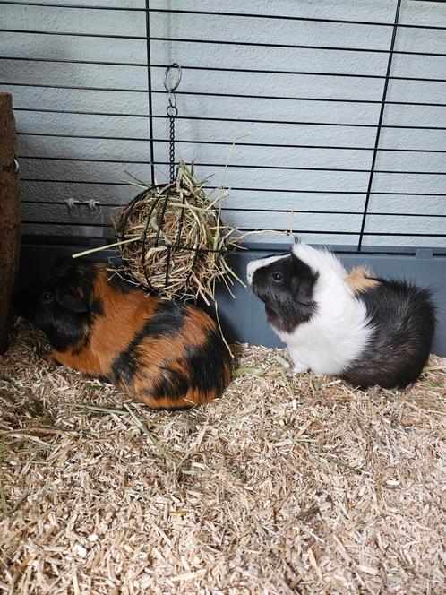cavia beertjes incl hok en toebehoren te koop, Dieren en Toebehoren, Knaagdieren, Mannelijk, Cavia, November, Tam