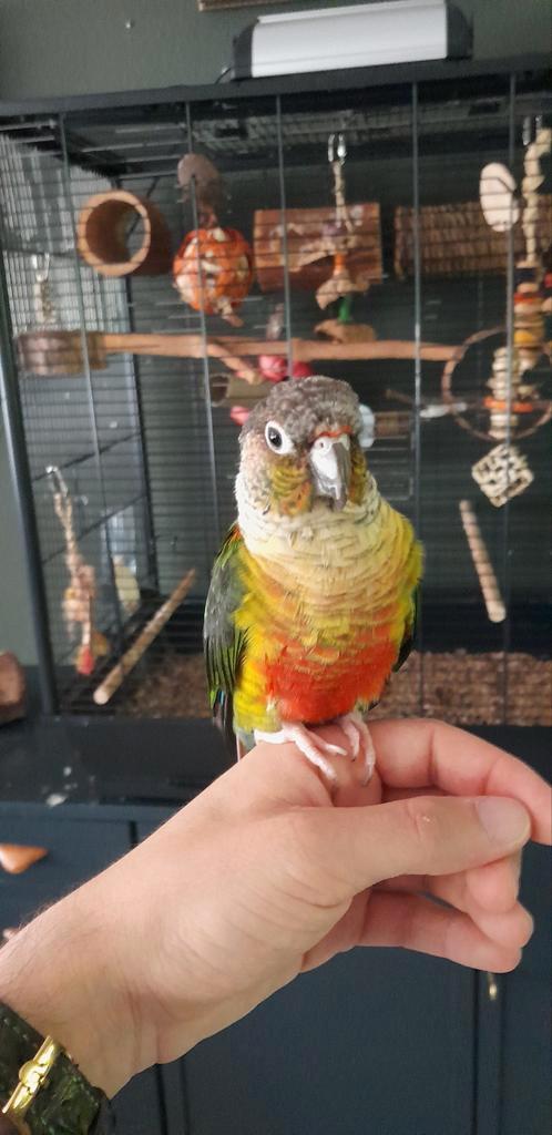 Toby de Pyrrhura, Dieren en Toebehoren, Vogels | Parkieten en Papegaaien, Papegaai, Mannelijk, Tam