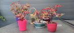 Siernetel (Coleus) planten met opvallende rode bladeren., Ophalen, Overige soorten, Minder dan 100 cm
