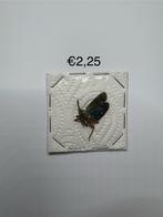 Ongeprepareerde insecten., Ophalen of Verzenden, Paard, Beeldje of Figuurtje