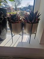 GRATIS planten, Ophalen