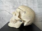 Anatomie schedel, Antiek en Kunst, Curiosa en Brocante, Ophalen of Verzenden