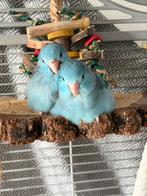 Forpus poppen (handtam), Dieren en Toebehoren, Meerdere dieren, Parkiet, Geringd