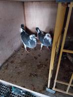 Jan aarden X Boonen pigeons, Dieren en Toebehoren, Vogels | Duiven, Mannelijk, Postduif