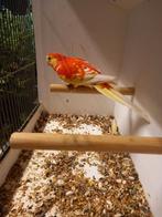 Roodrugparkiet, Mannelijk, Parkiet