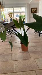Olifantsoren plant (2), Huis en Inrichting, Kamerplanten, Ophalen of Verzenden, Overige soorten, 100 tot 150 cm