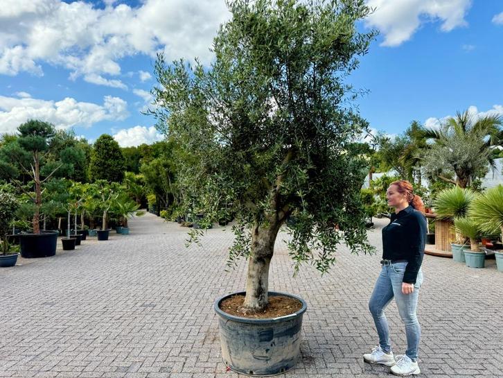Olijfboom - Olijfbomen - Olea europaea 275/300 cm hoog!!!, Tuin en Terras, Planten | Bomen, Olijfboom, 250 tot 400 cm, Volle zon