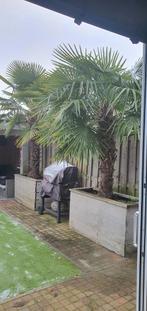 2 grote palmen, Ophalen, Volle zon