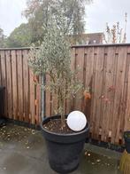 Olijfboom in pot, Overige soorten, Volle zon, Vaste plant, Ophalen of Verzenden
