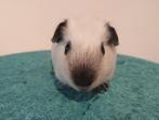 Wit californian zwart satijn cavia beertje, Dieren en Toebehoren, Knaagdieren, Cavia, Mannelijk, Juli, Tam