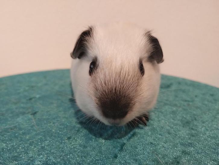 Wit californian zwart satijn cavia beertje, Dieren en Toebehoren, Knaagdieren, Mannelijk, Cavia, Juli, Tam