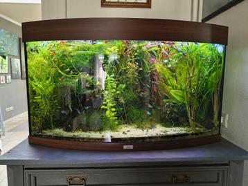 Juwel Vision 180 panorama aqaurium compleet beschikbaar voor biedingen