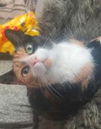 Goed tehuis gezocht  voor 3 katten vanaf a.s zondag, Dieren en Toebehoren, Katten en Kittens | Raskatten | Korthaar, Kater, 3 tot 5 jaar