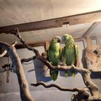 Amazon koppel 2009, Dieren en Toebehoren, Meerdere dieren, Parkiet
