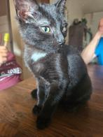 2  kittens te koop, Poes, Kortharig, 0 tot 2 jaar