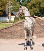 Unieke kans! Prachtige 4 jarige appaloosa stermerrie, Merrie, Met stamboom, Dressuurpaard, Zadelmak