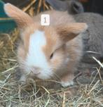 Exclusieve Minilop Konijntjes – Nog enkele beschikbaar!, Meerdere dieren, Dwerg