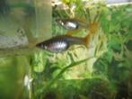 JONGE GUPPEN, Dieren en Toebehoren, Vissen | Aquariumvissen, Vis, Zoetwatervis, Schoolvis