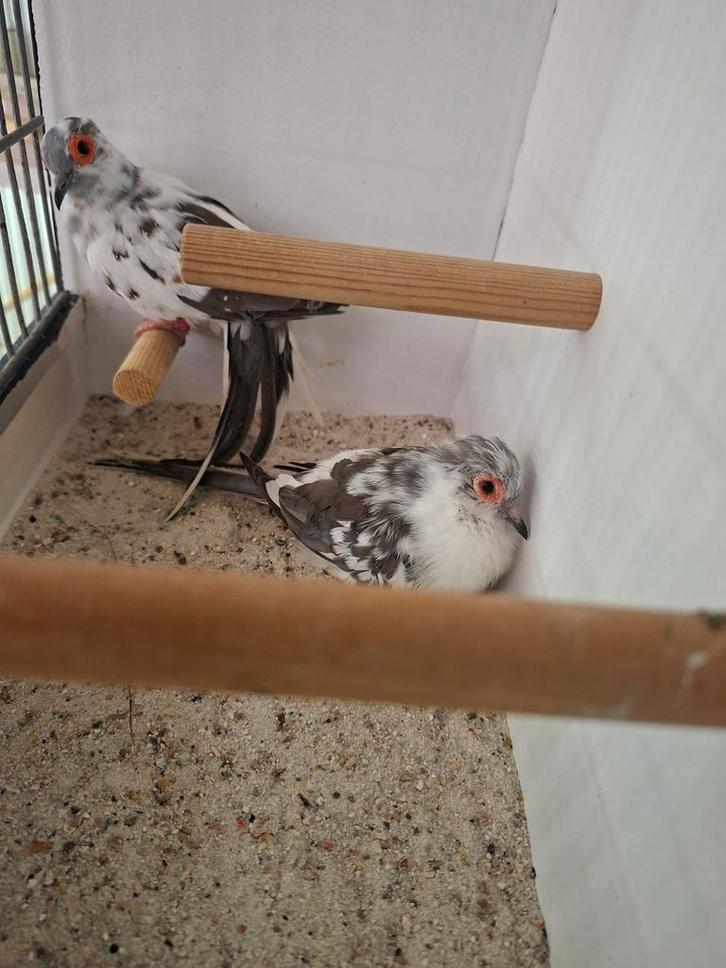 Duiven 35 euro het koppel weg is weg, Dieren en Toebehoren, Vogels | Duiven, Overige soorten, Meerdere dieren