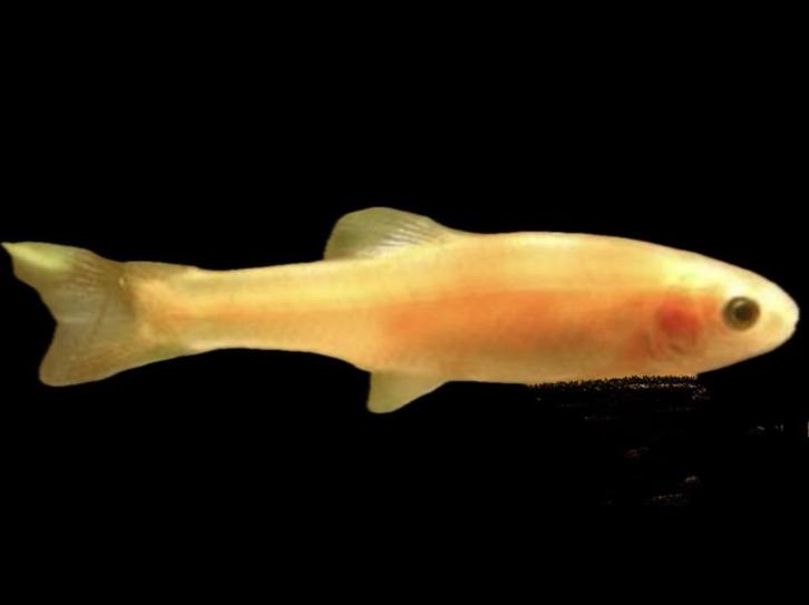 Leuke vijvervisjes Goud Elritsjes nu ca 4 cm (worden 10 cm), Dieren en Toebehoren, Vissen | Vijvervissen, Overige soorten
