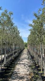 Sorbus intermedia | lijsterbes bomen in potgekweekt, Ophalen of Verzenden, Herfst, Volle zon, Overige soorten