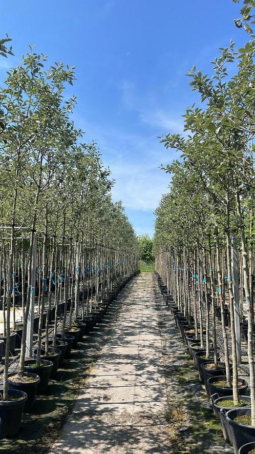 Sorbus intermedia | lijsterbes bomen in potgekweekt, Tuin en Terras, Planten | Bomen, Overige soorten, Volle zon, Herfst, Ophalen of Verzenden