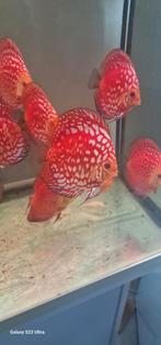 Discusvissen Rood marlboro, Vis