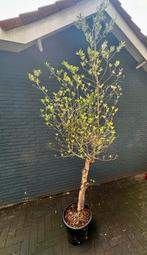 Olijfboom +-200cm hoog met een aantal lange takken, Bloeit niet, 100 tot 250 cm, Olijfboom, Ophalen