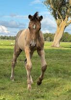 Kwaliteit en kleur prachtig NRPS valk hengst 1e premie! 😍, Minder dan 160 cm, Zadelmak, 3 tot 6 jaar, Recreatiepaard