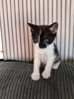 Ik ben Piebe, Dieren en Toebehoren, Kater, 0 tot 2 jaar