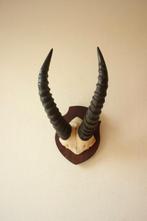 Taxidermie Afrikaanse hoorns, Ophalen of Verzenden, Gebruikt, Wild dier, Gewei of Kop