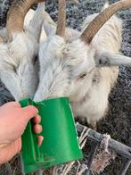Gezocht! Landgeit bok te huur, Dieren en Toebehoren, Schapen, Geiten en Varkens, Mannelijk, Geit