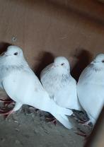 Birmingham rollers, Dieren en Toebehoren, Vogels | Duiven, Mannelijk, Tuimelaar of Roller