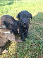 Mechelse herder, Dieren en Toebehoren, 8 tot 15 weken, Meerdere, Meerdere dieren, Herder