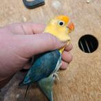 Koppel fischeri opaline, Meerdere dieren, Dwergpapegaai of Agapornis