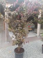 Acer pal. Atropurpurea, Tuin en Terras, Planten | Struiken en Hagen, Ophalen, Esdoorn, Struik, Minder dan 100 cm