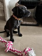 Boerboel kruising stafford teefje zoekt gouden mandje, Dieren en Toebehoren, Honden | Bulldogs, Pinschers en Molossers, België