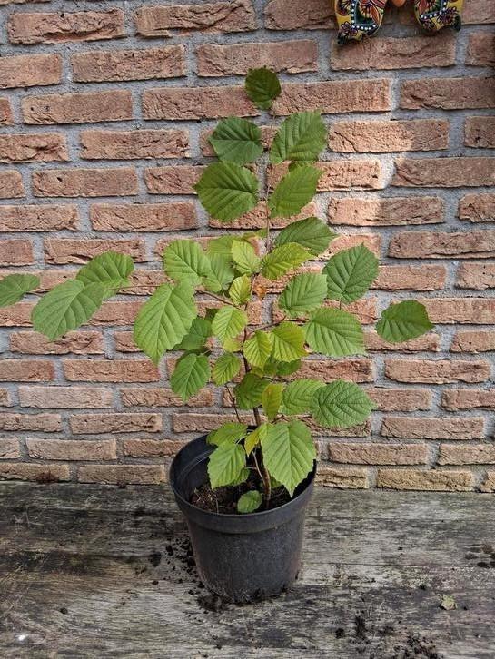 Hazelnoot struikjes 50 cm 3 jarige, Tuin en Terras, Planten | Fruitbomen, Overige soorten, Minder dan 100 cm, Zomer, Ophalen