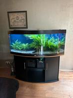 Aquarium juwel 450 liter, Dieren en Toebehoren, Vissen | Aquaria en Toebehoren, Ophalen, Gevuld zoetwateraquarium