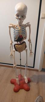 Kunststof skelet van mens, Gebruikt, Ophalen